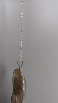 clear nautilus shell pendant